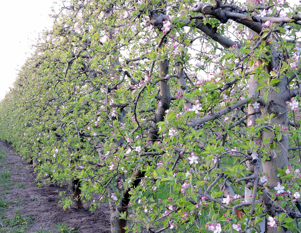 tree bloom field free photo