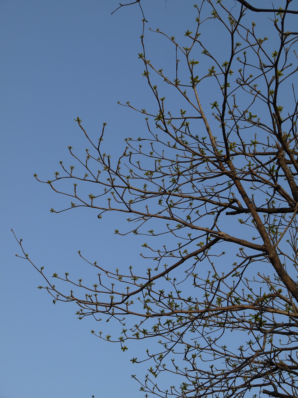 tree branches spring free photo