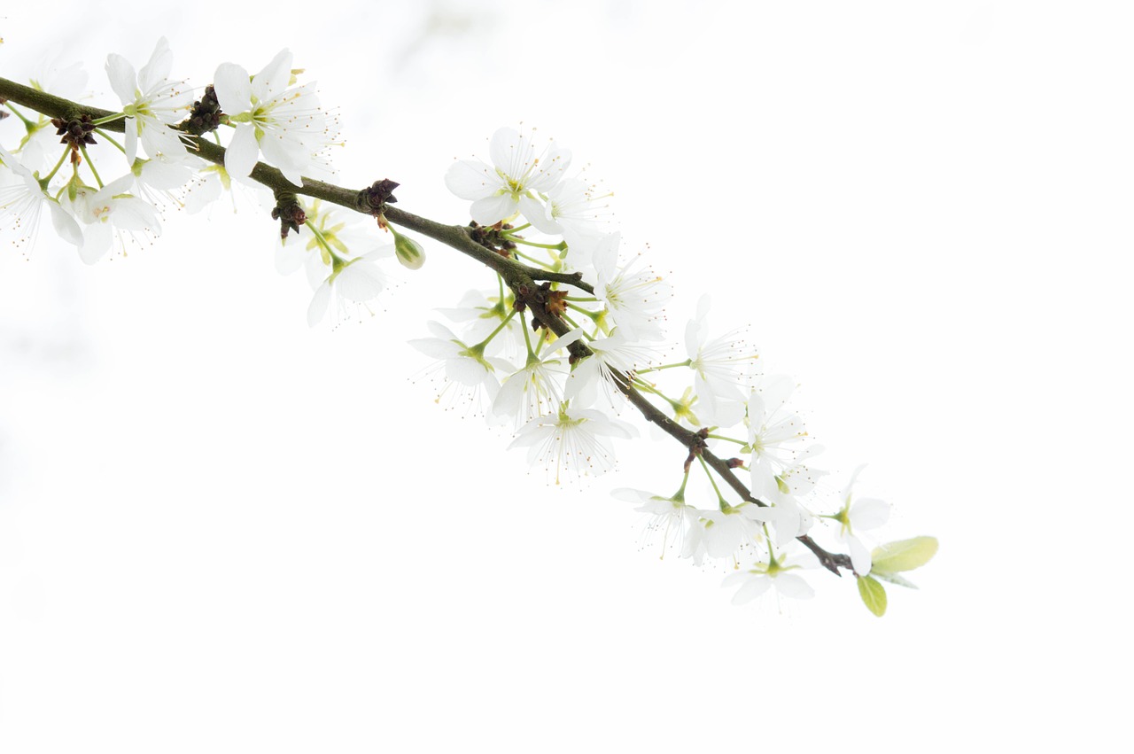 tree white flowers free photo