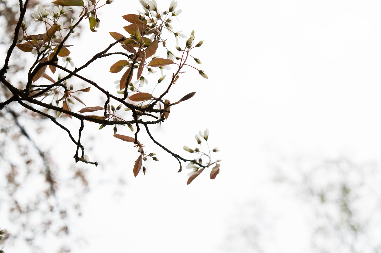 tree white nature free photo