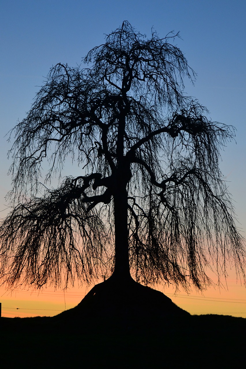 tree sunset nature free photo