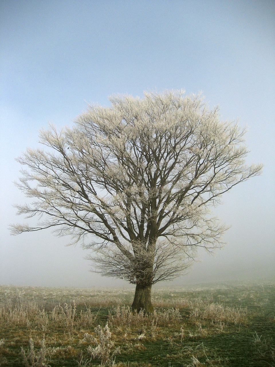 tree frost haw frost free photo