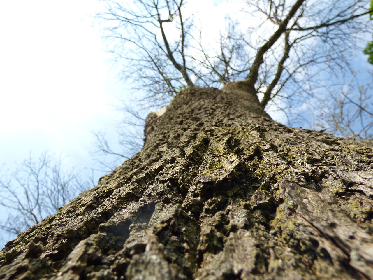 tree bark wood free photo