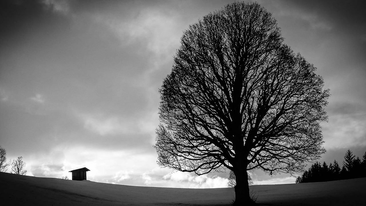 tree back light clouds free photo