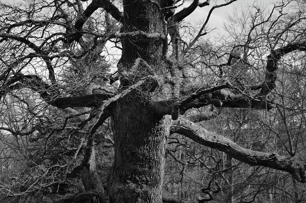 tree aesthetic old free photo