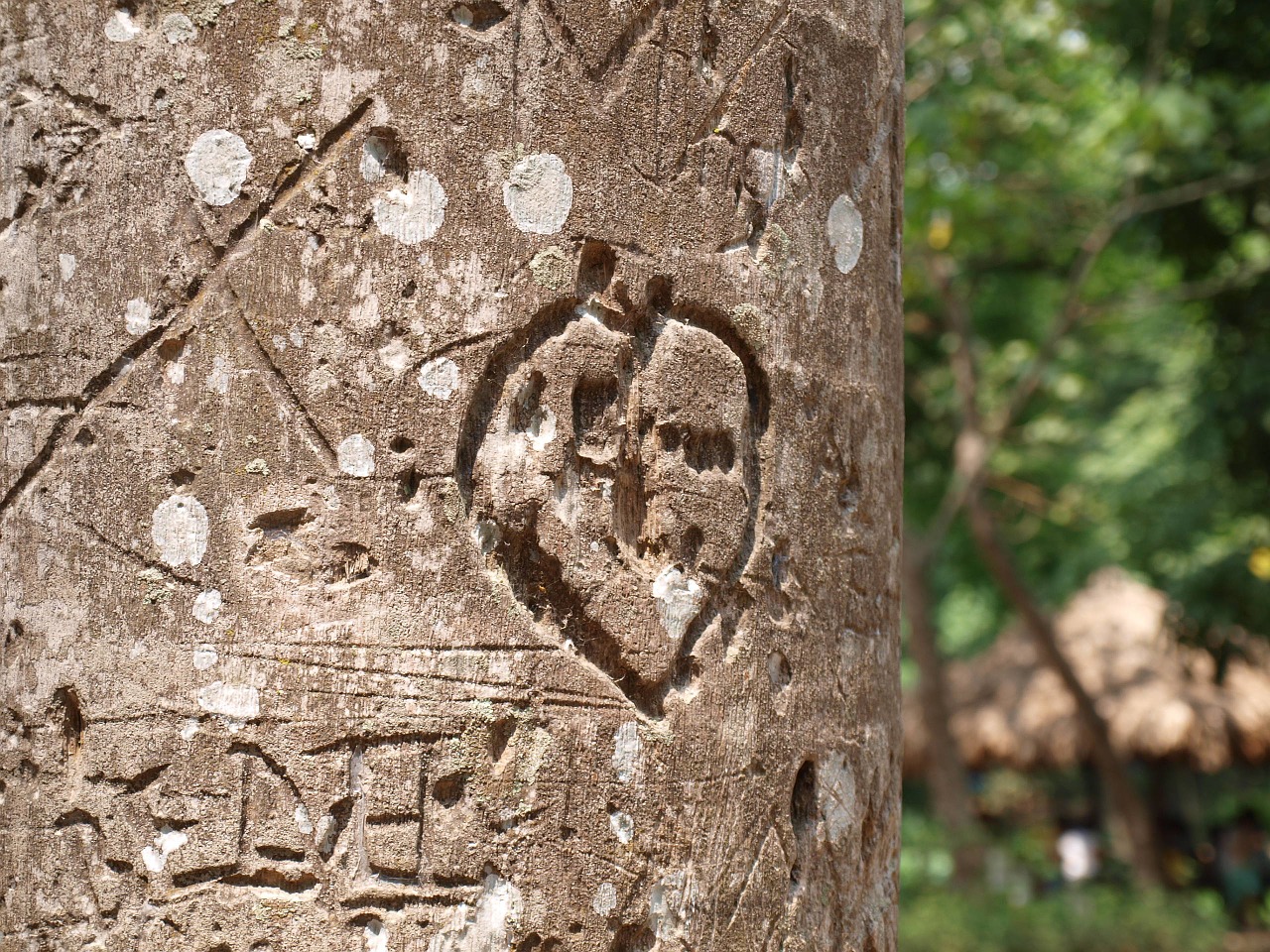 tree carving love free photo