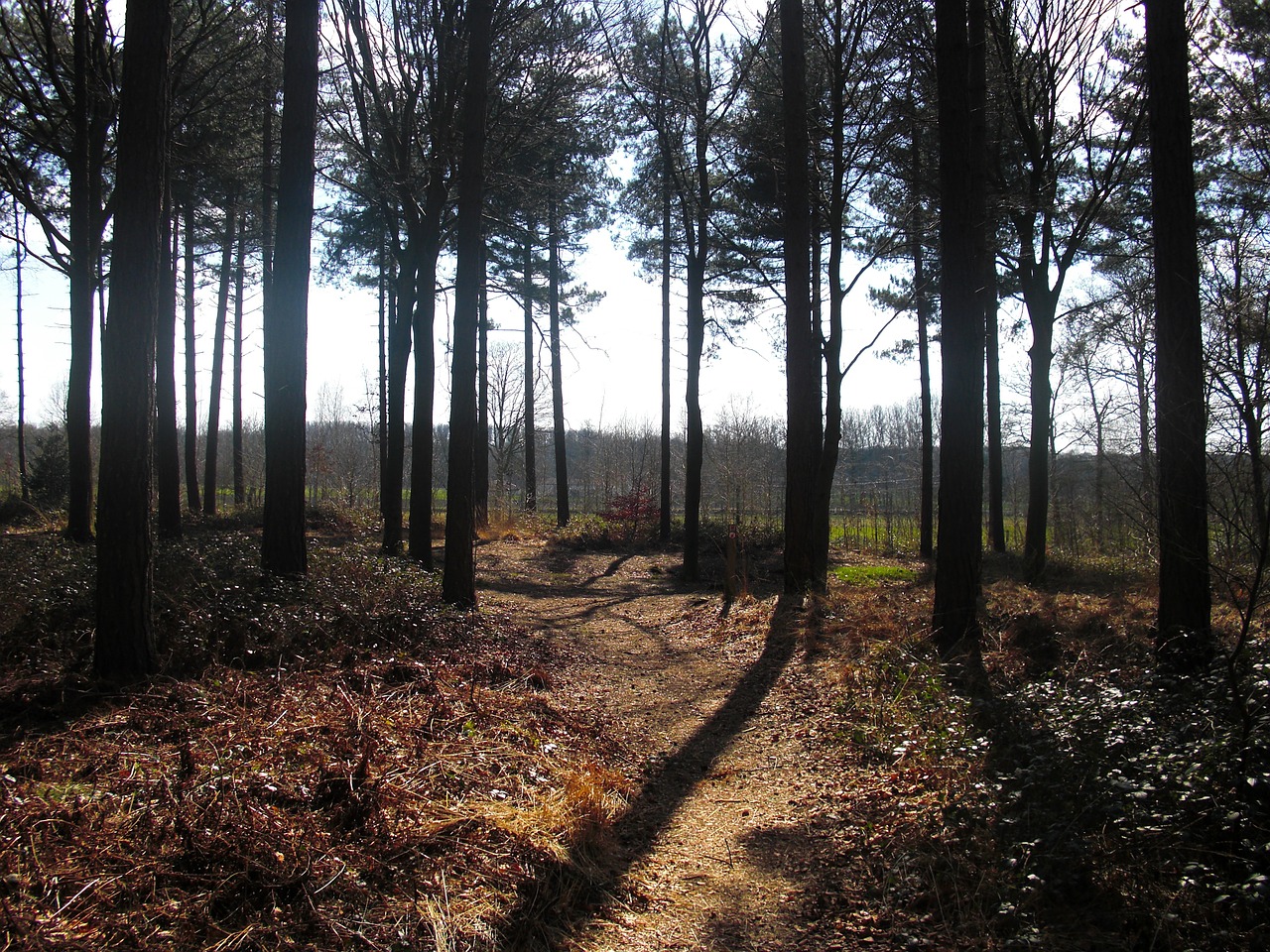 tree forest green free photo