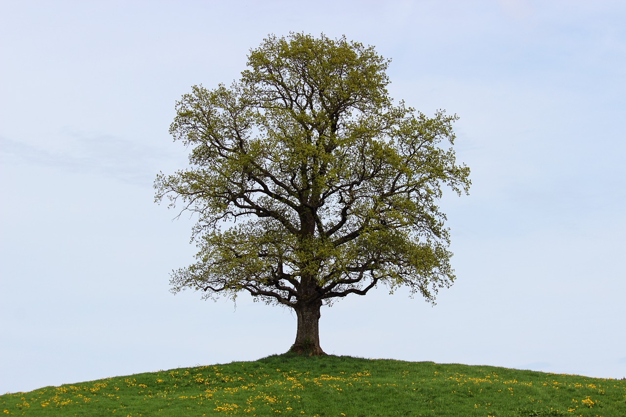 tree spring nature free photo