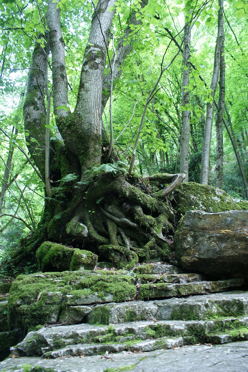 tree nature roots free photo