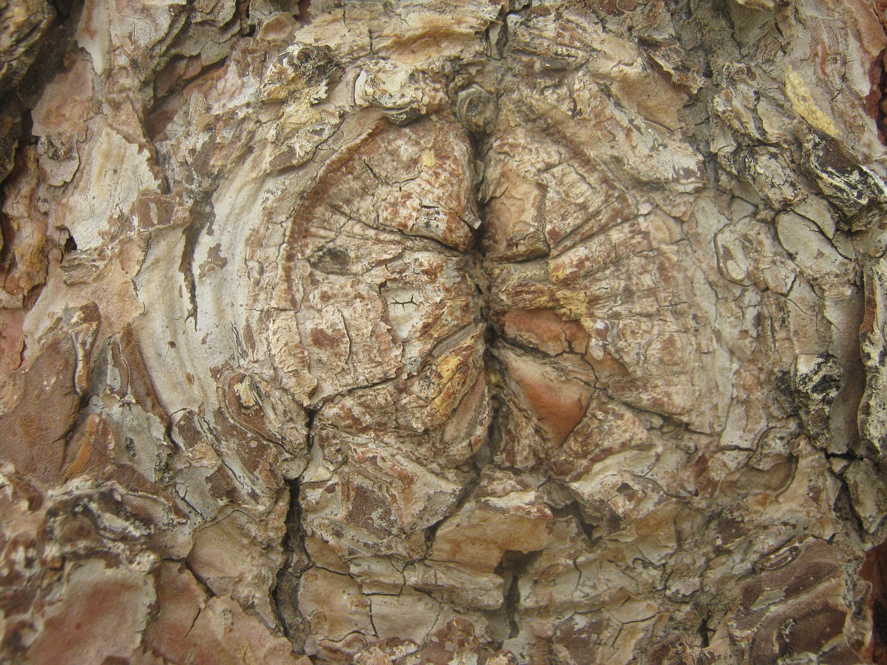 tree knot bark free photo