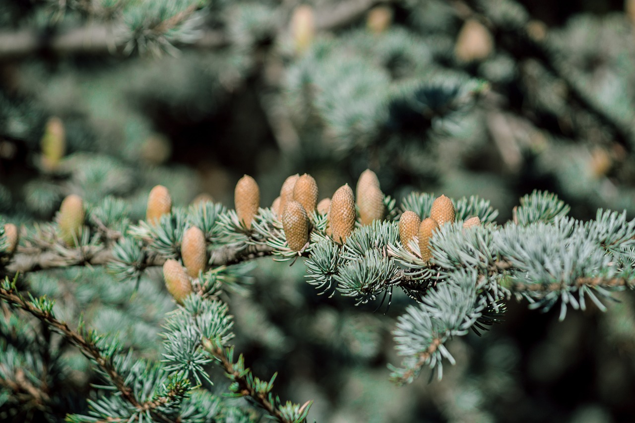 tree cone evergreen free photo