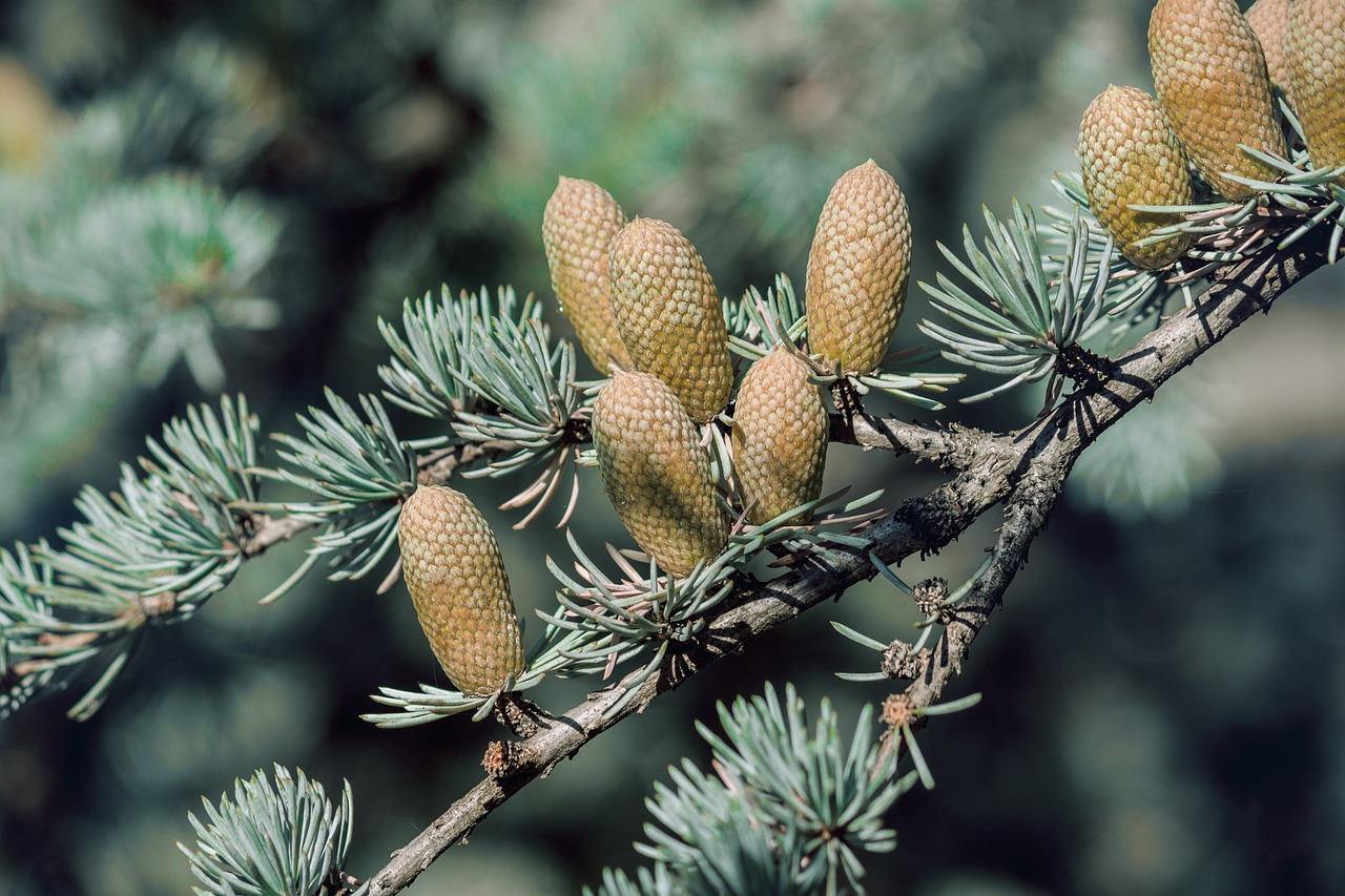 tree cone evergreen free photo