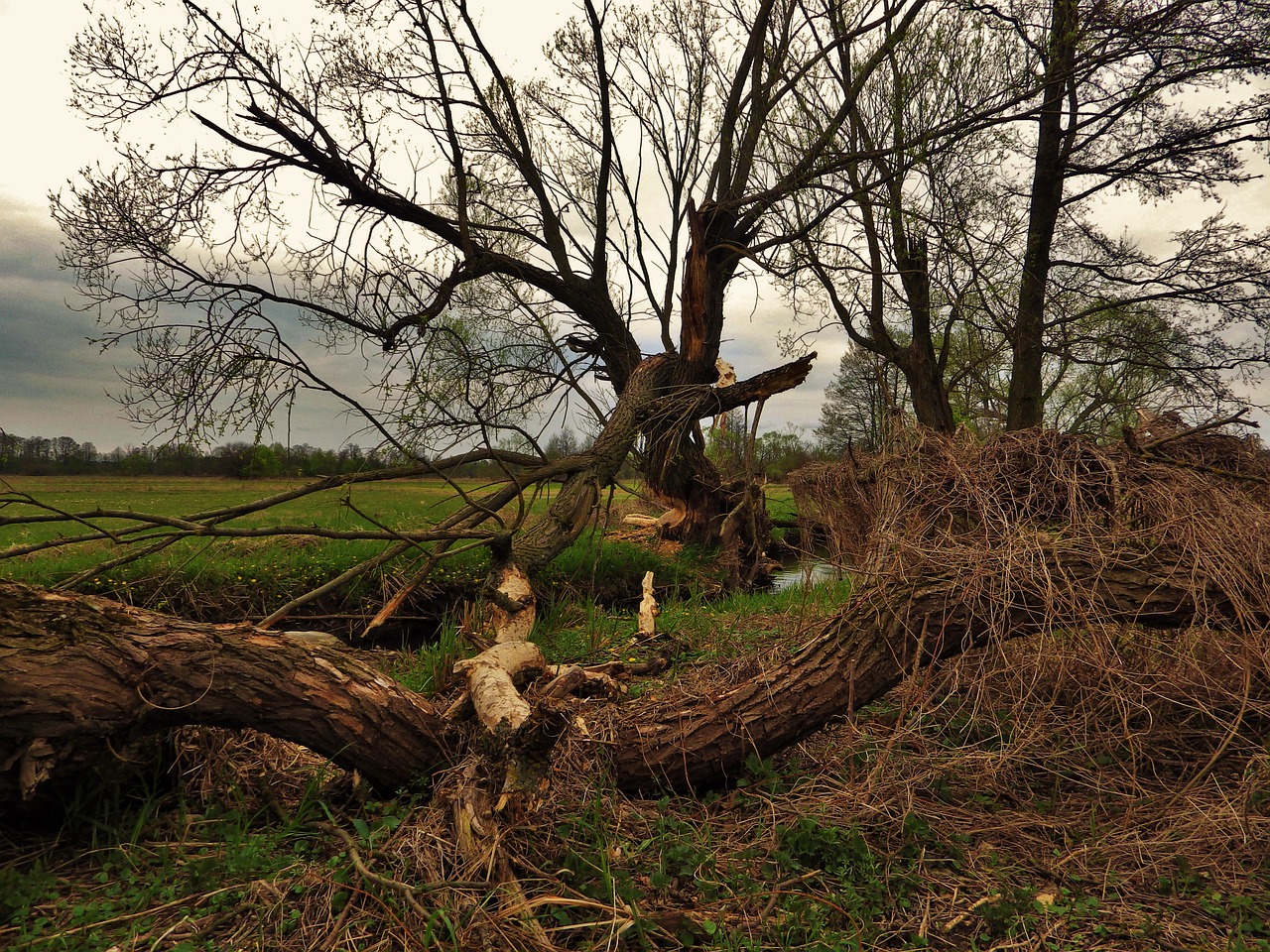 tree beaver spring free photo