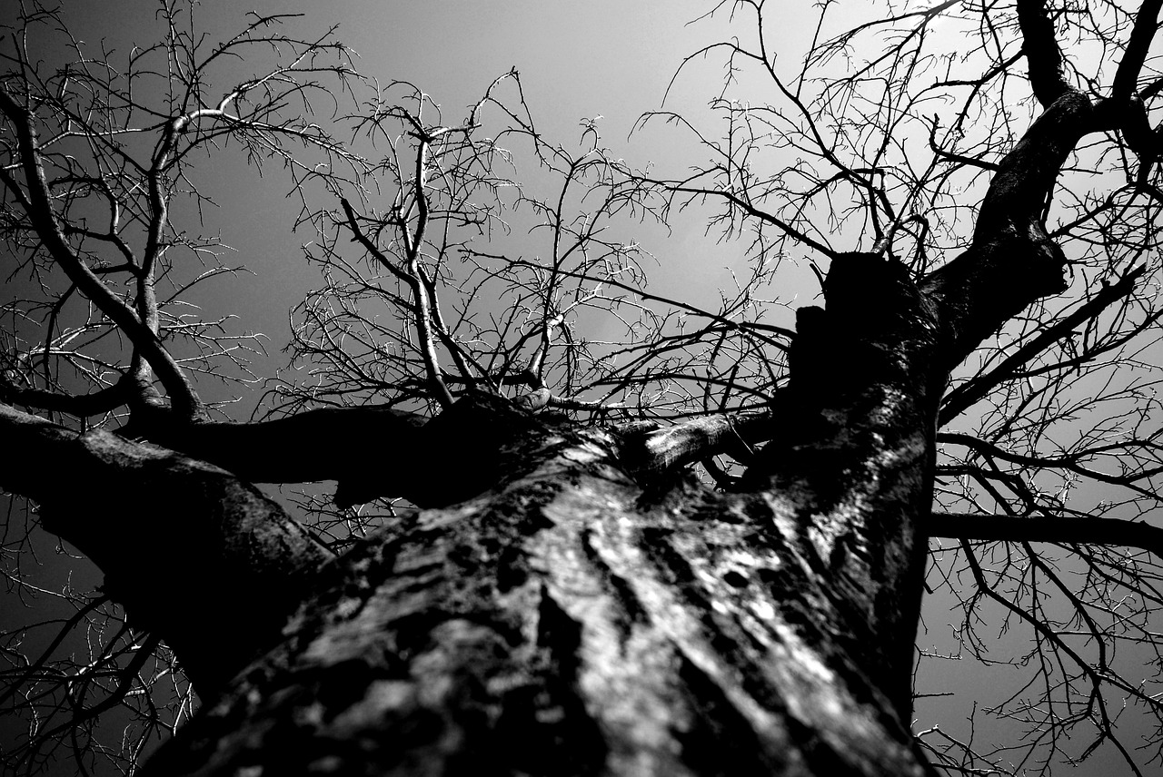 tree nature black and white free photo