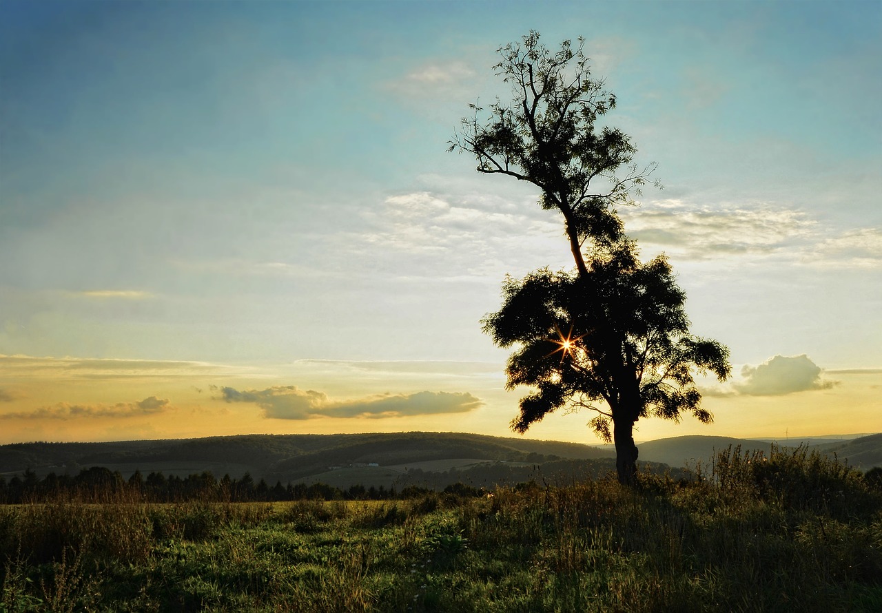 tree back light landscape free photo