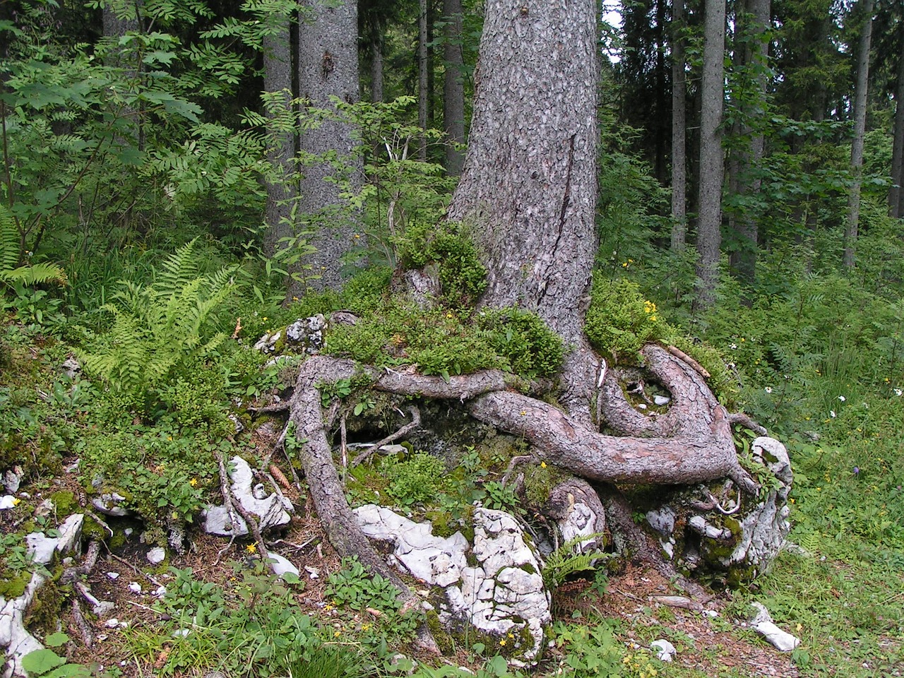 tree root stones free photo