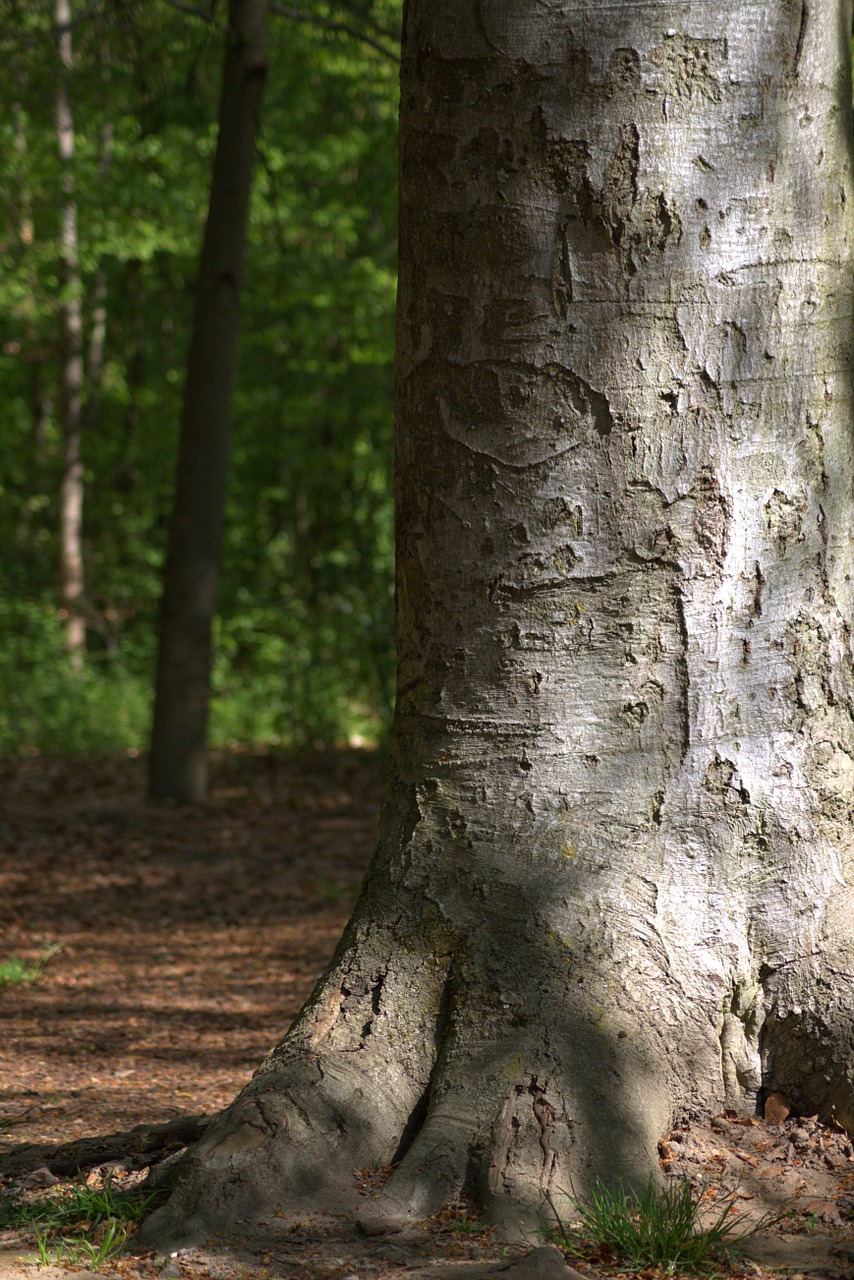 tree nature log free photo