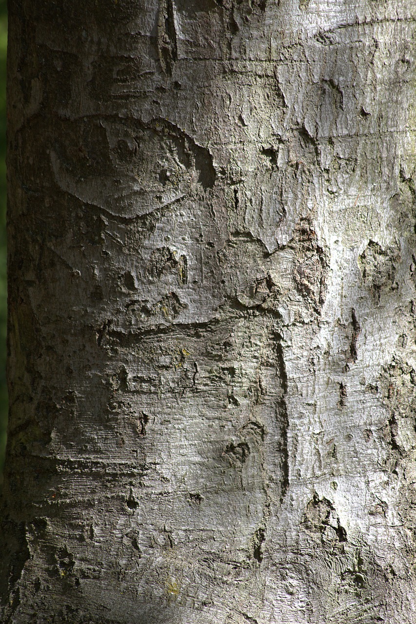 tree bark nature free photo