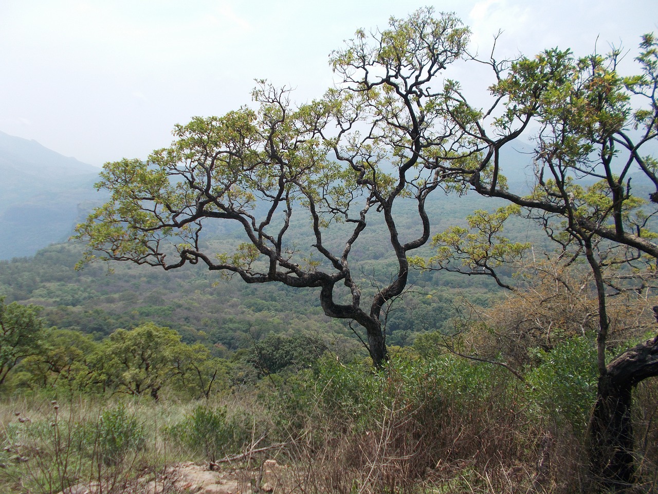 tree nature hill free photo