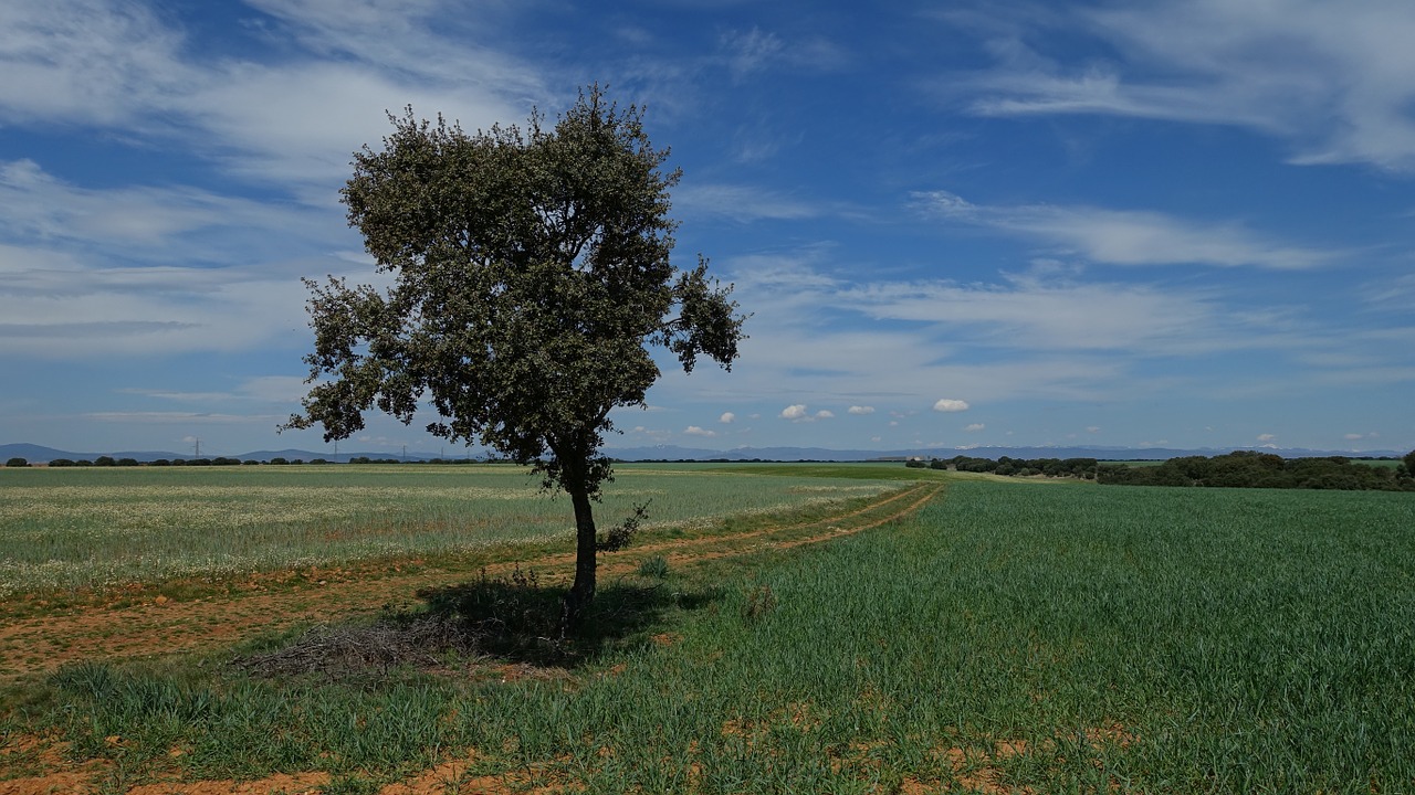 tree sky blue free photo