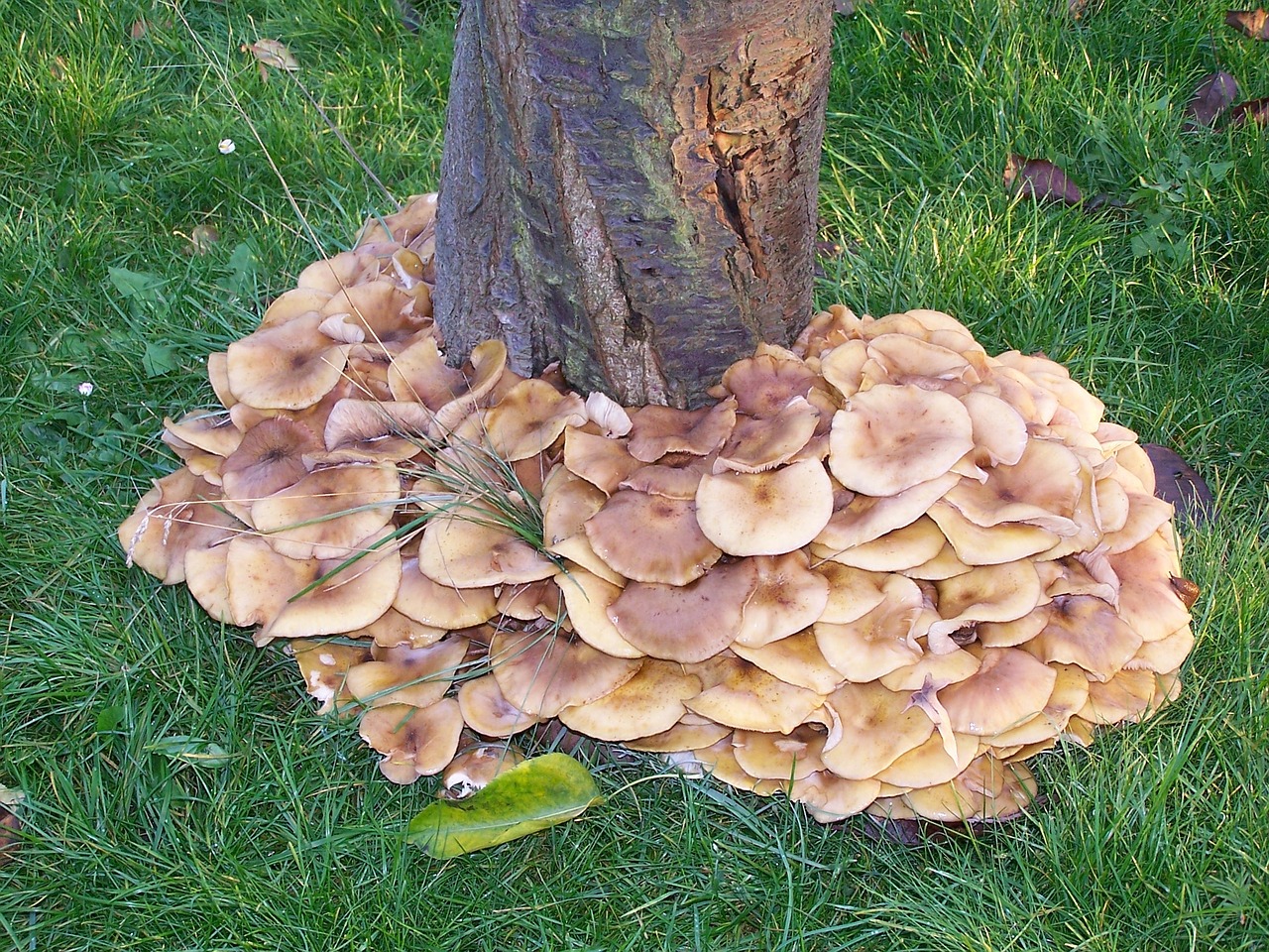 tree mushrooms meadow free photo