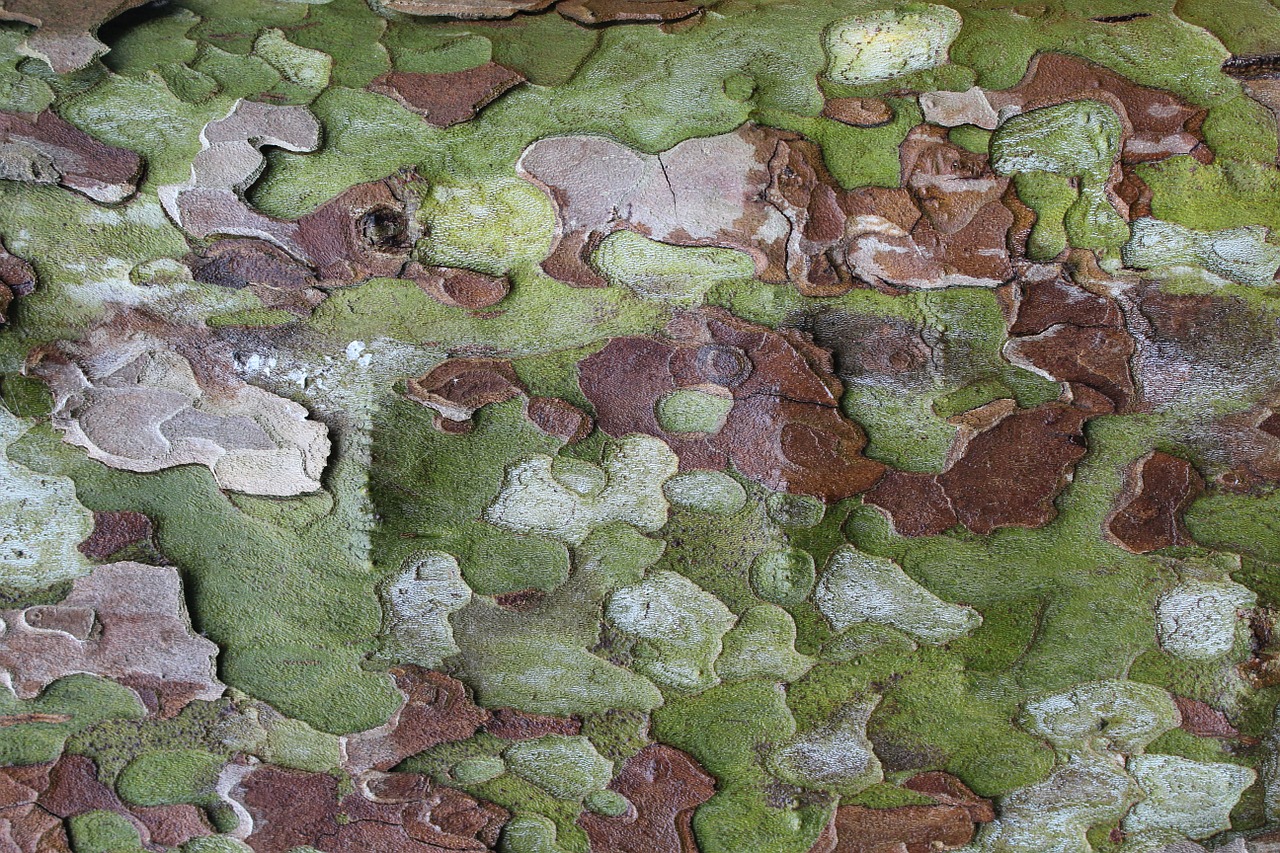 tree tree bark bark free photo