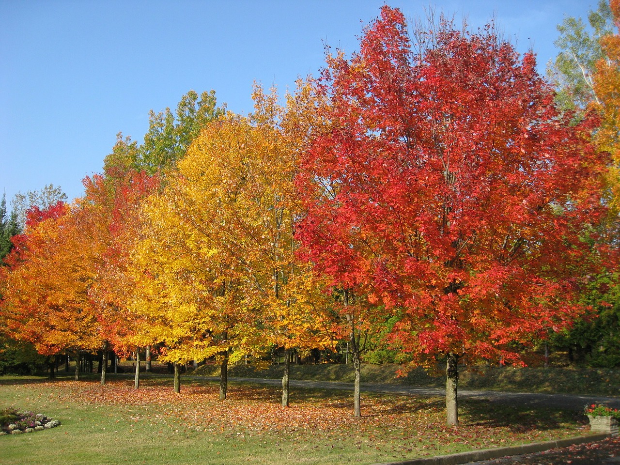 tree leaves colors free photo