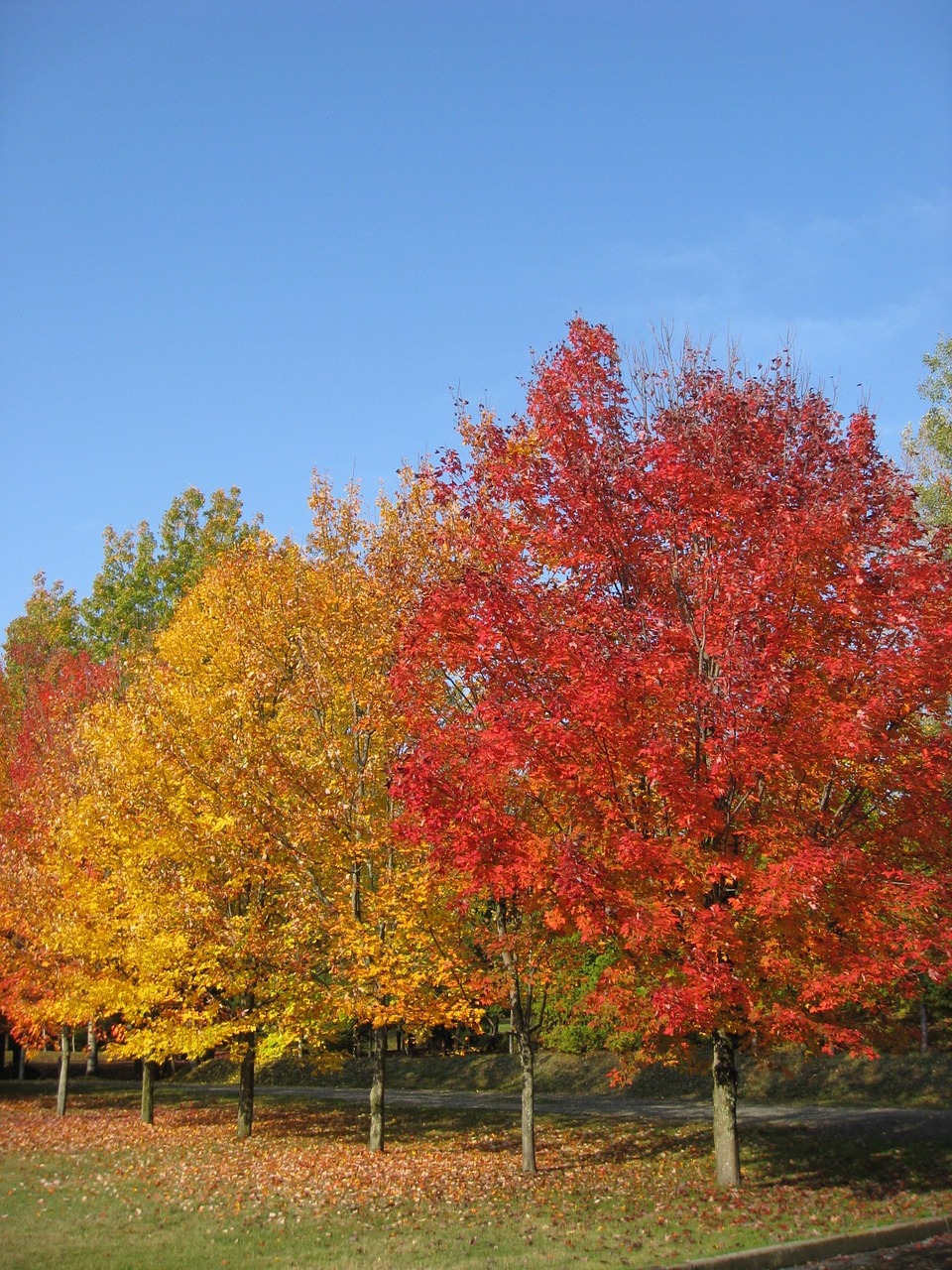 tree colors leaves free photo