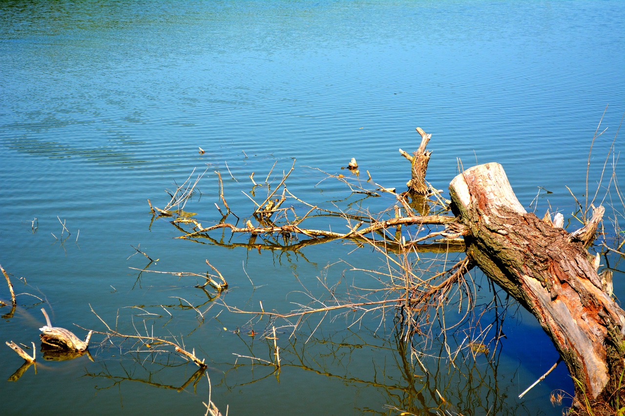 tree water root free photo