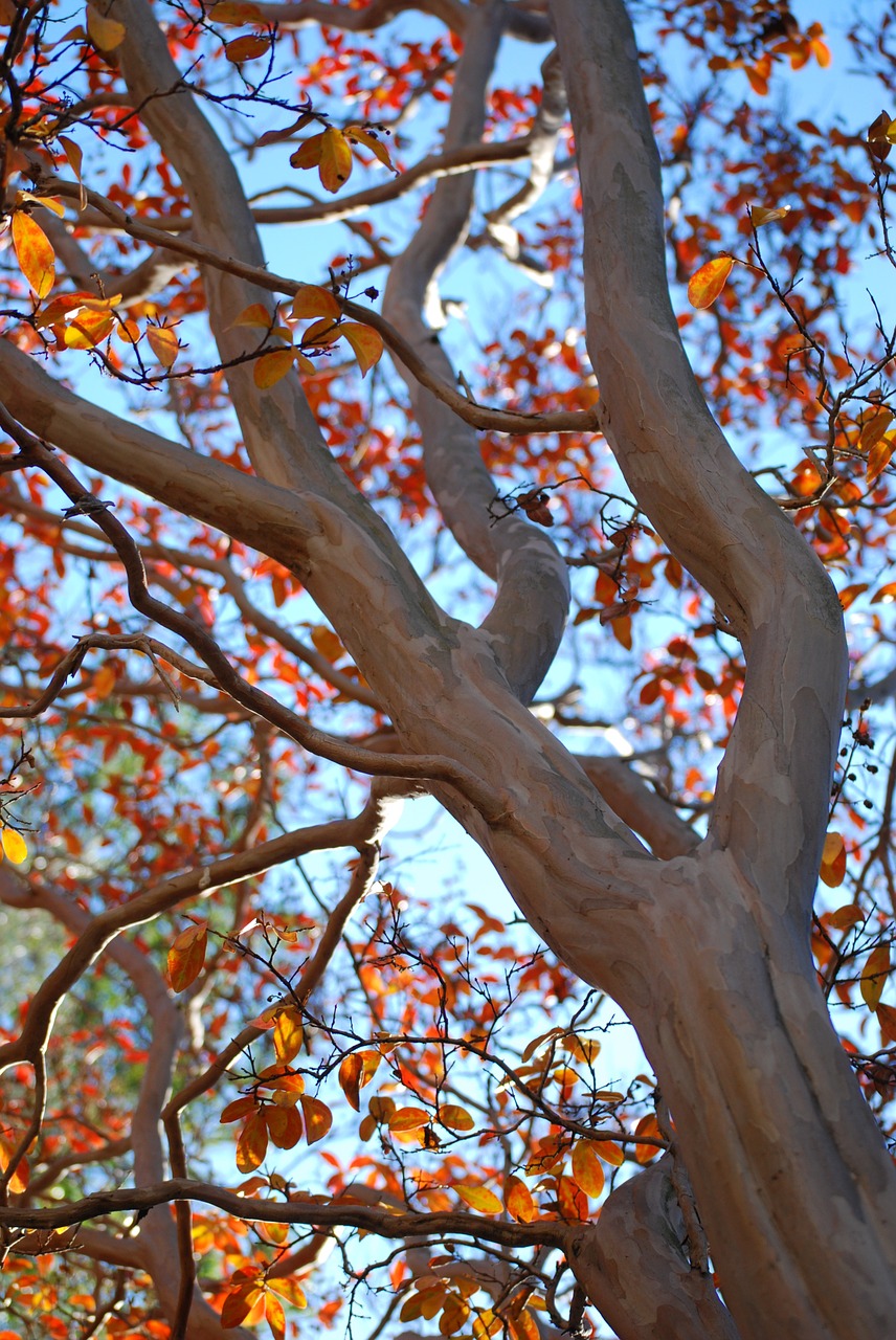 tree trunk sleek bark free photo