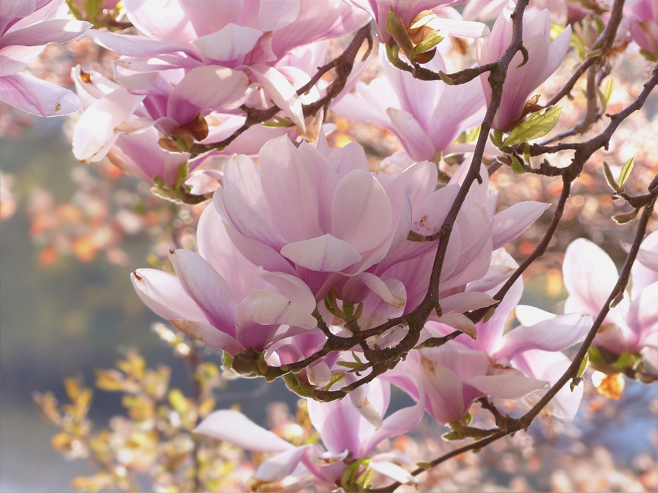 tree magnolia pink free photo