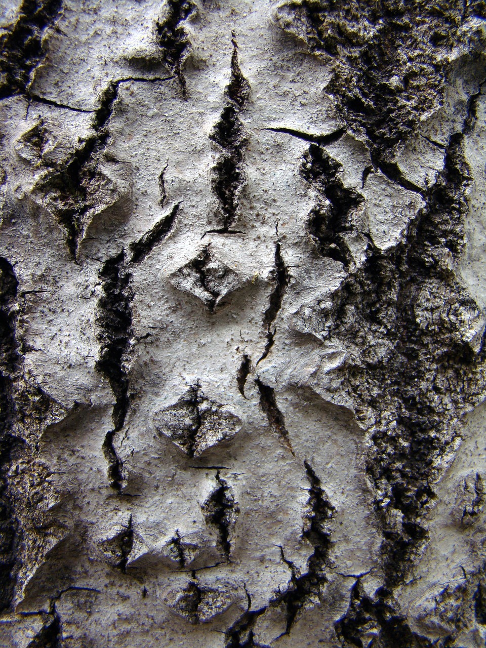 tree texture rough free photo