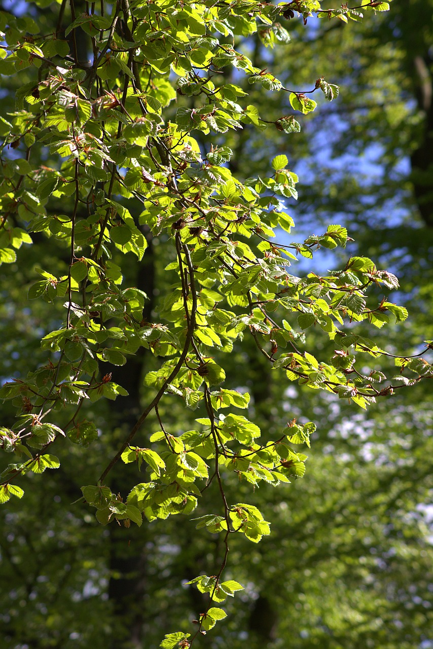 tree leaves light green free photo