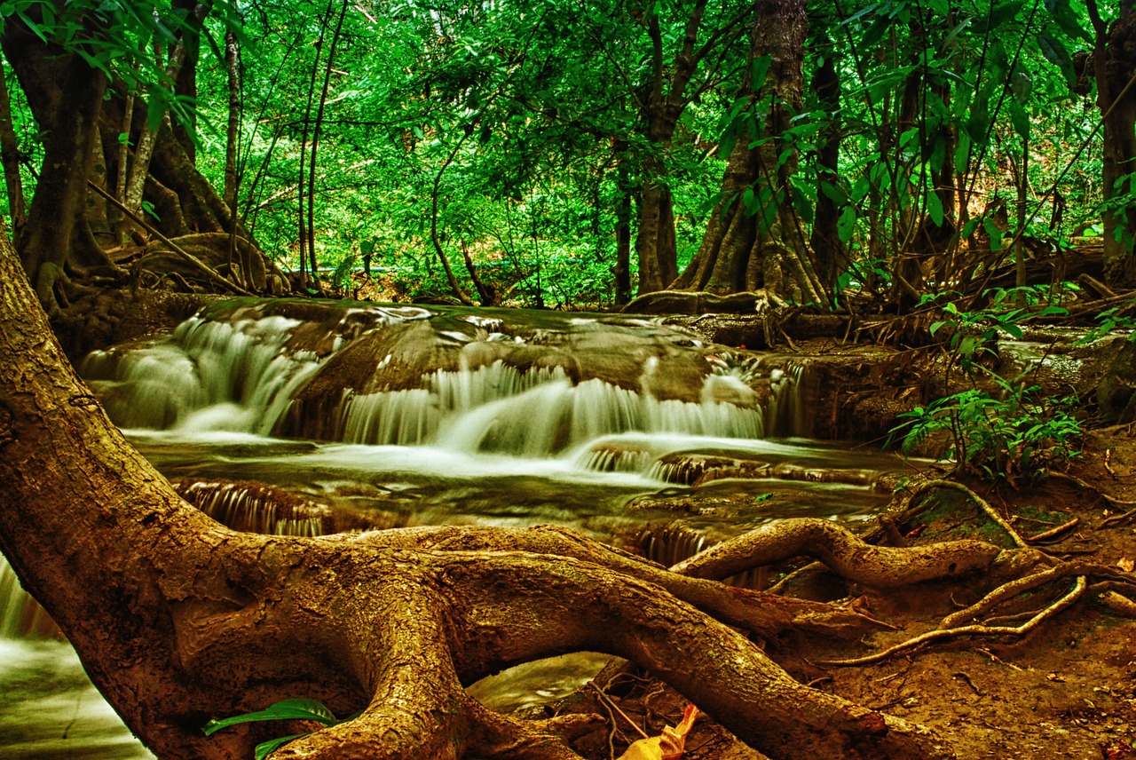 tree waterfall forest free photo