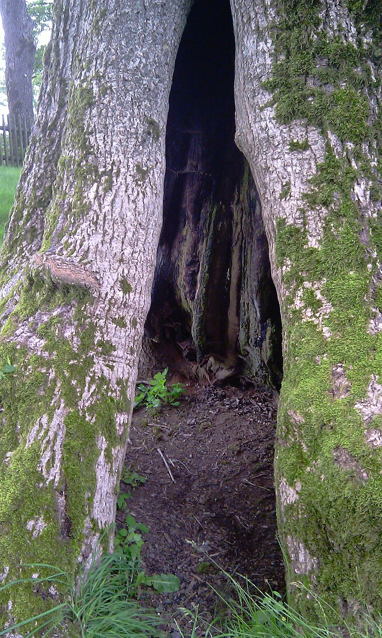 tree hollow nature free photo