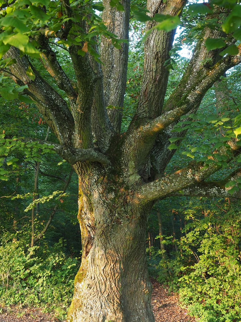 tree aesthetic branches free photo