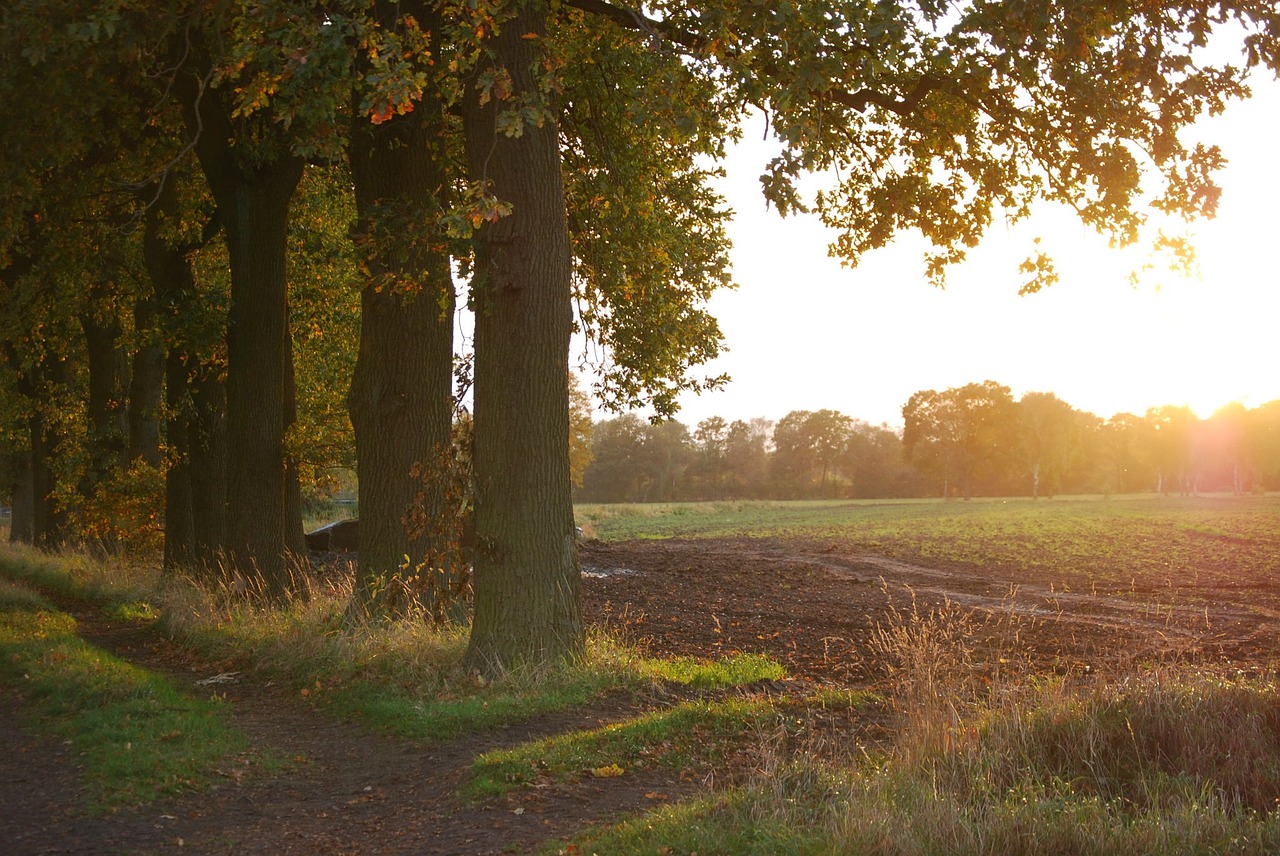 tree oak light free photo