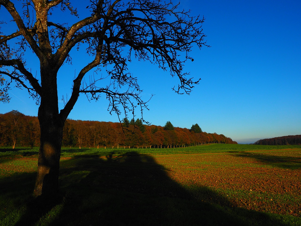 tree fields mood free photo