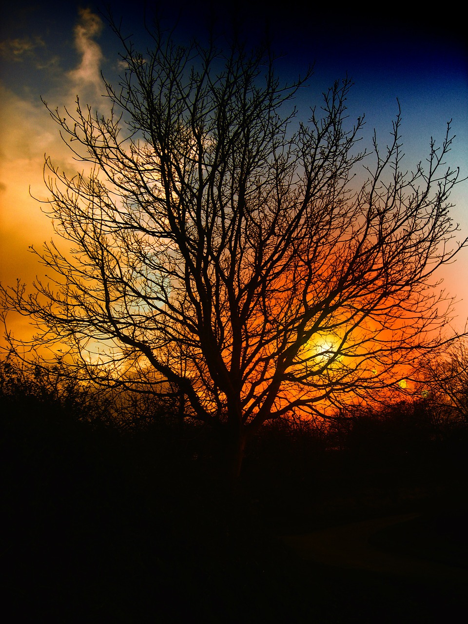tree sunset beautiful free photo