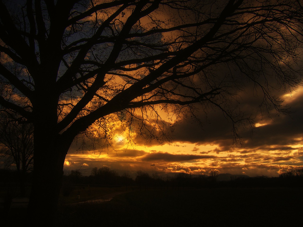 tree sunset beautiful free photo