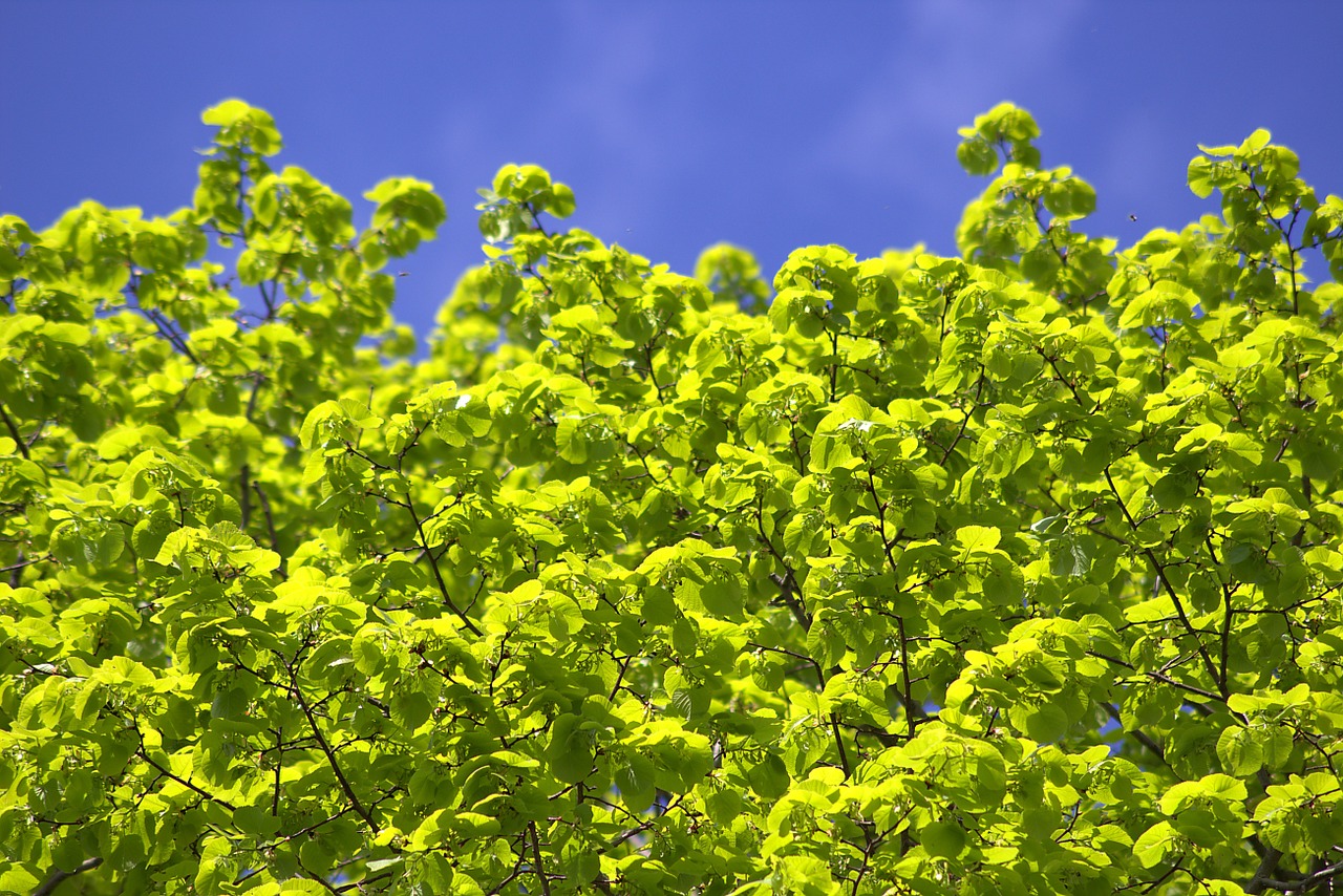 tree leaves light green free photo