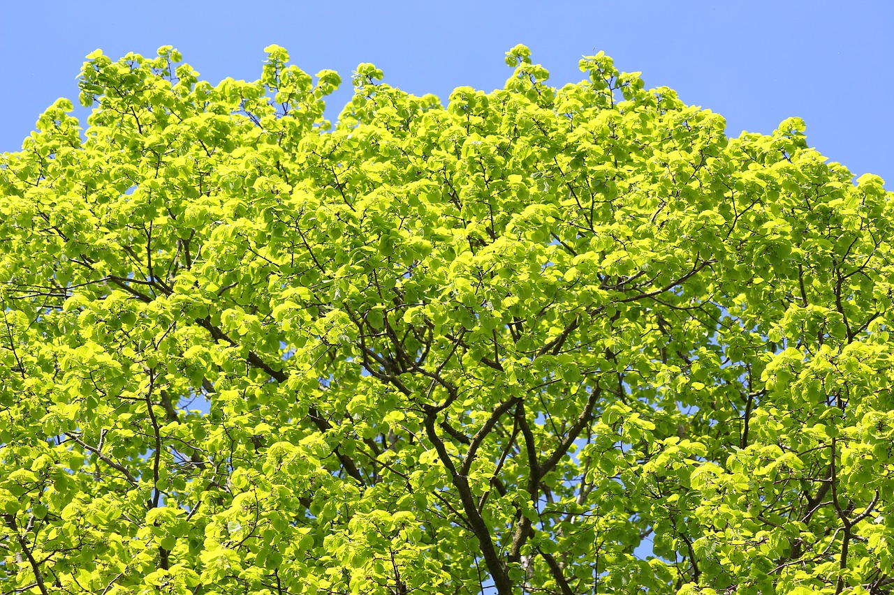 tree leaves light green free photo