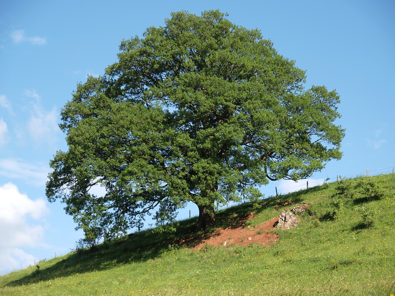 tree landscape nature free photo