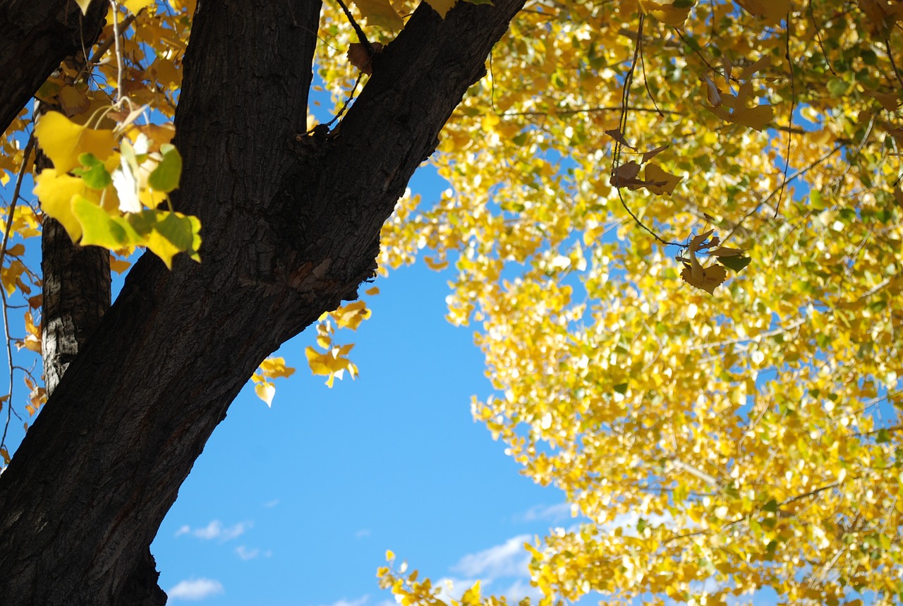 tree leaves foliage free photo