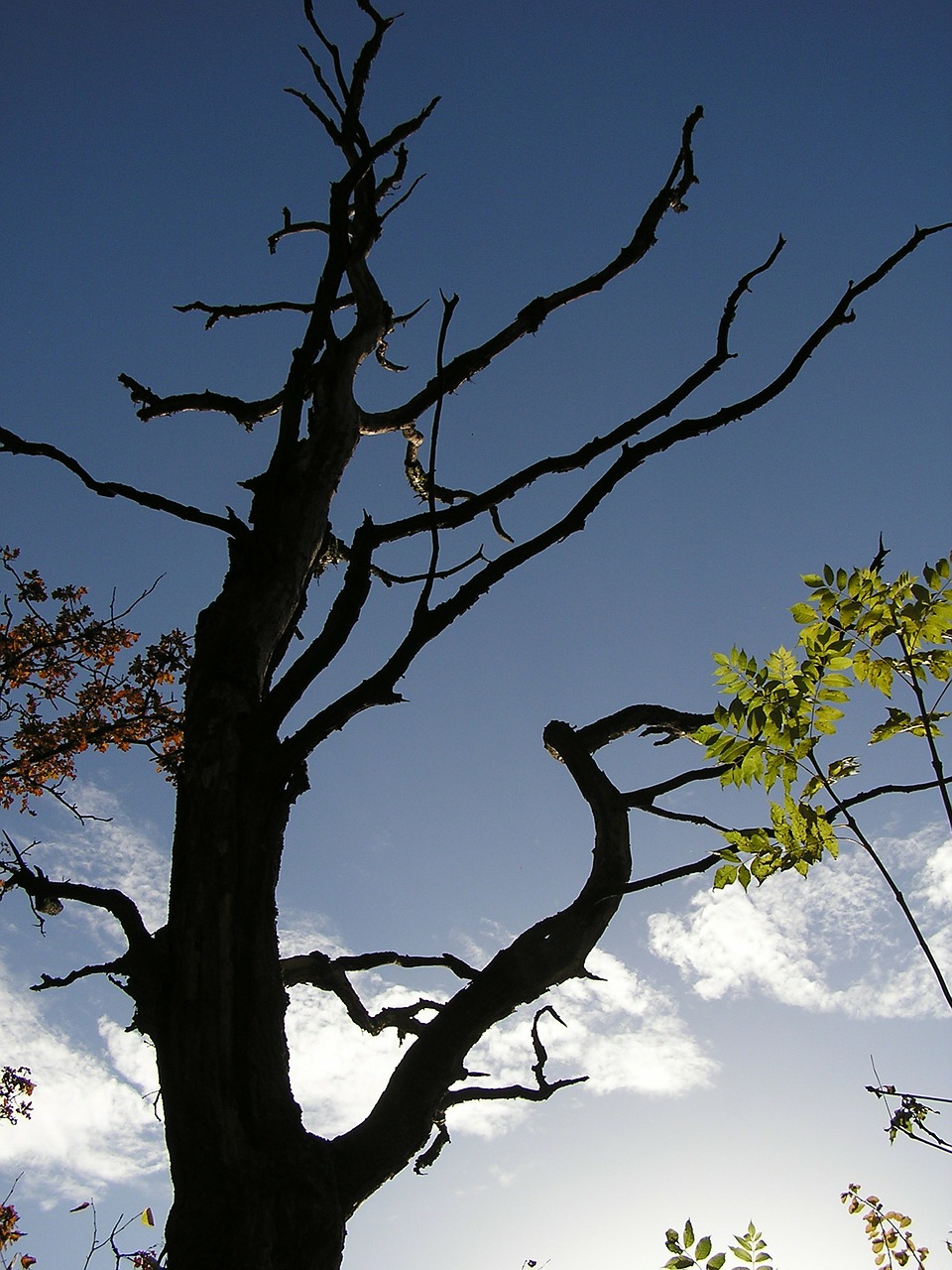 tree trees sky free photo