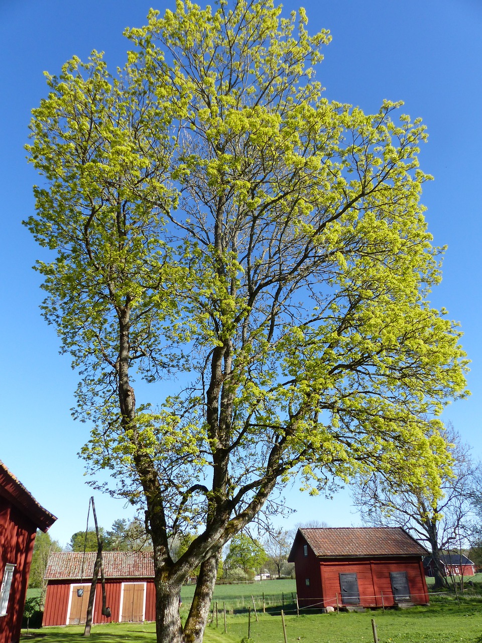 tree house sky free photo