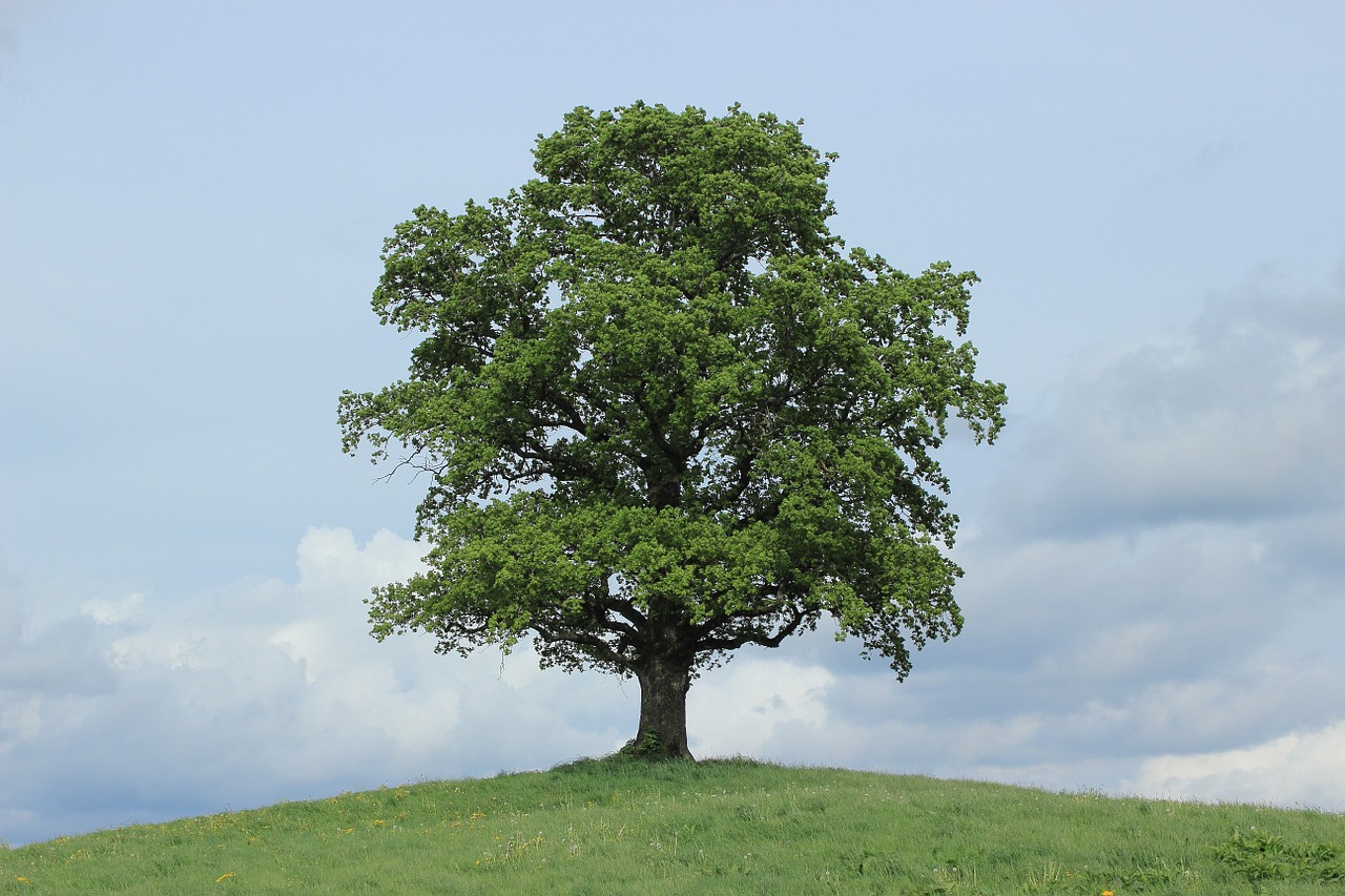 tree green leaves free photo