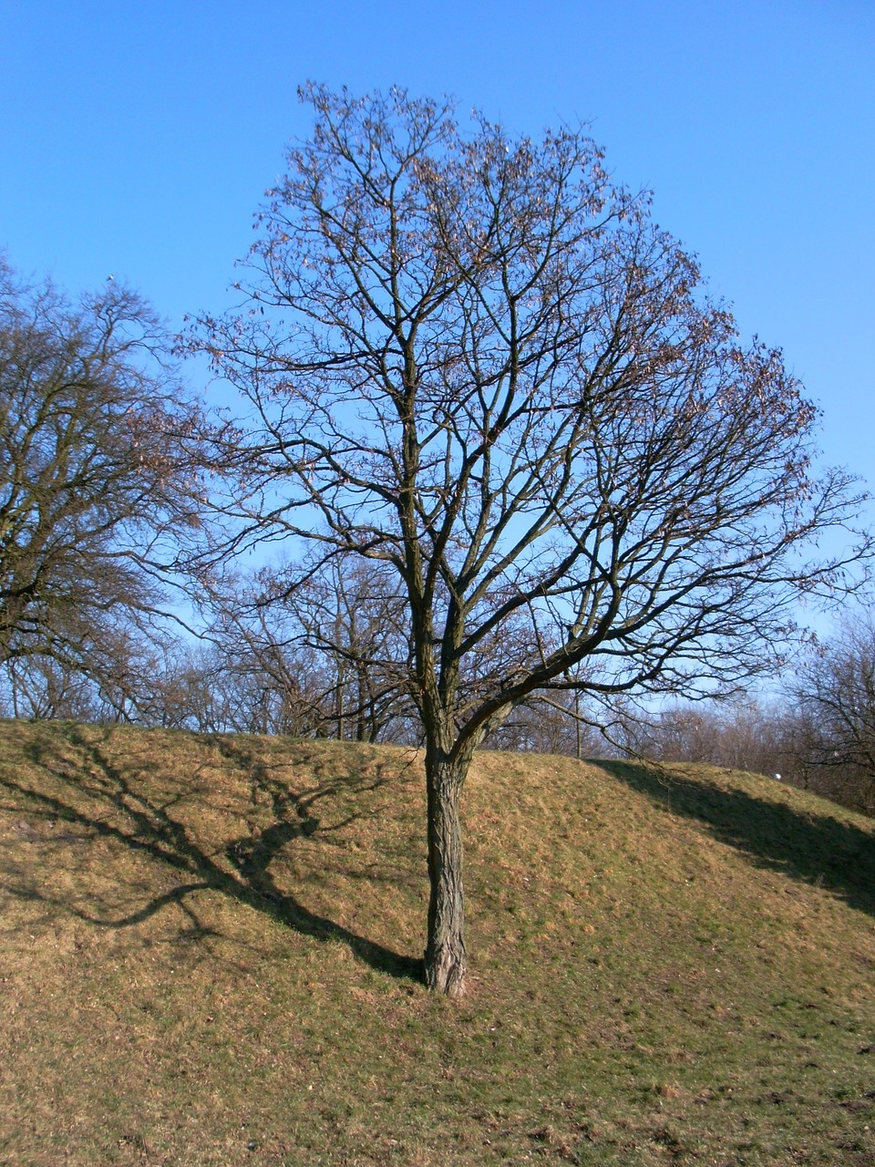 tree nature field free photo