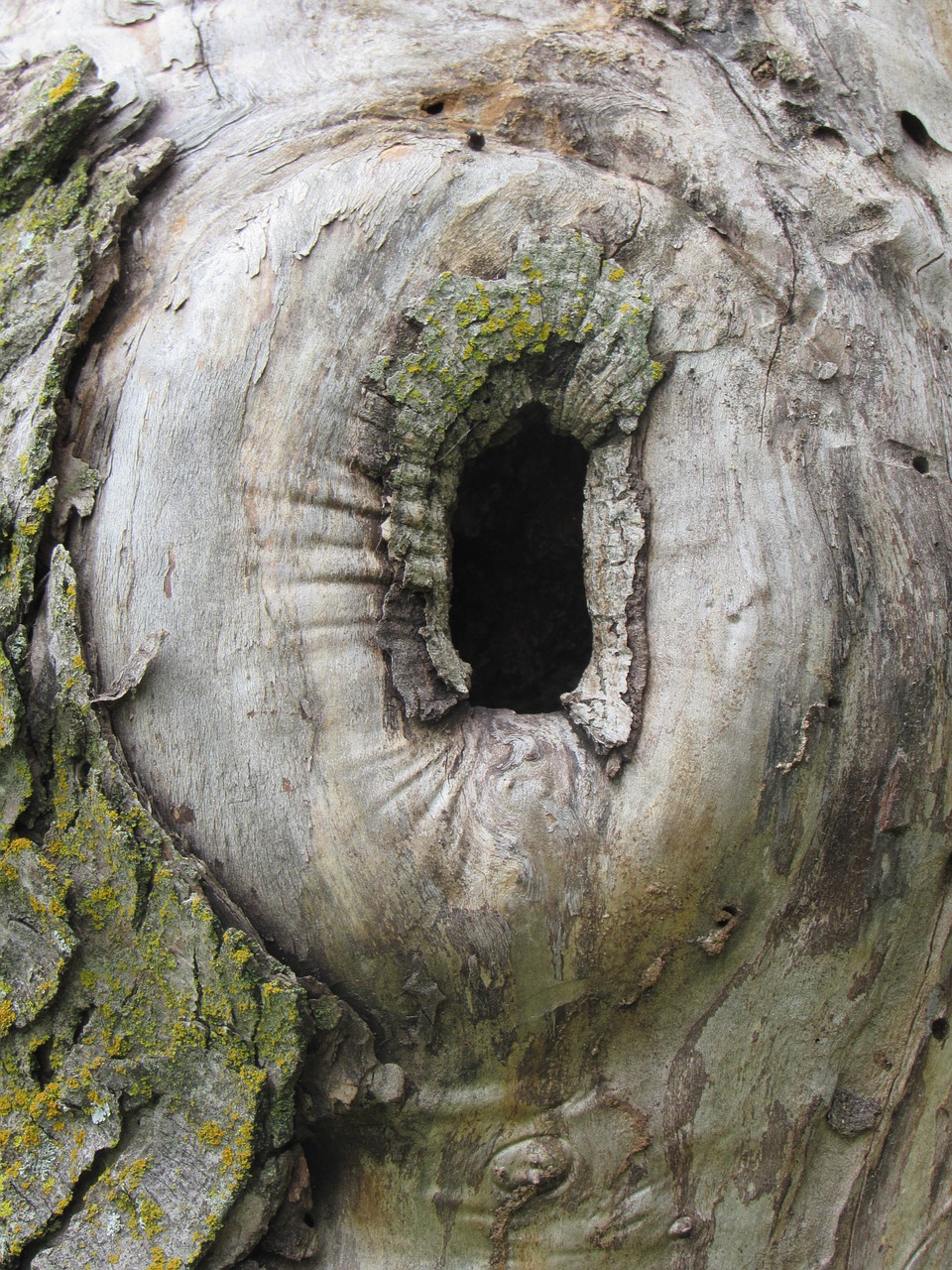 tree hole hiding place free photo