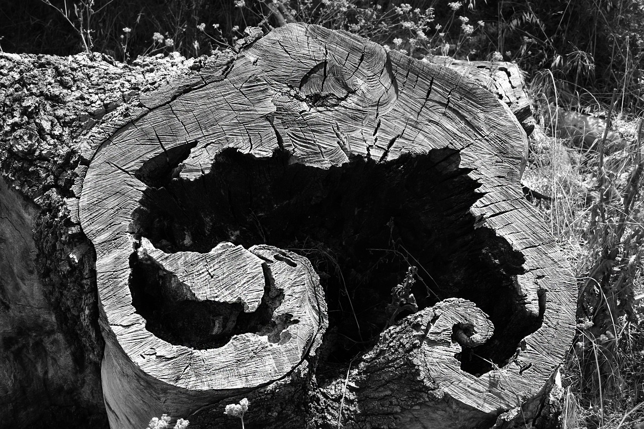 tree stump cut free photo